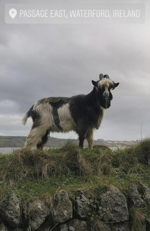Ballyhack By The Sea Arthurstown Eksteriør billede
